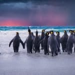 World Penguin Day 2026