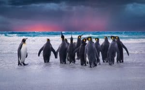 World Penguin Day 2026