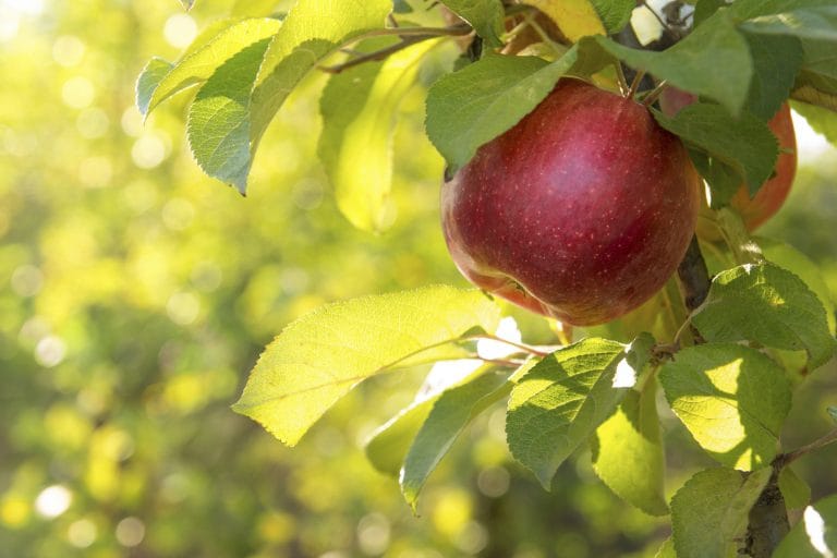 Apple Day 2026