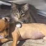 National Cat & Dog Gut Health Awareness Day