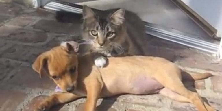 National Cat & Dog Gut Health Awareness Day