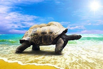 World Turtle Day National Awareness Days Calendar 21 World Turtle Day National Awareness Days Calendar 21