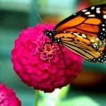 Butterfly Education and Awareness Day (BEAD) 2026