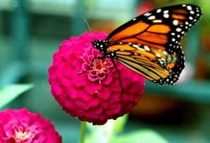 Butterfly Education and Awareness Day (BEAD) 2026