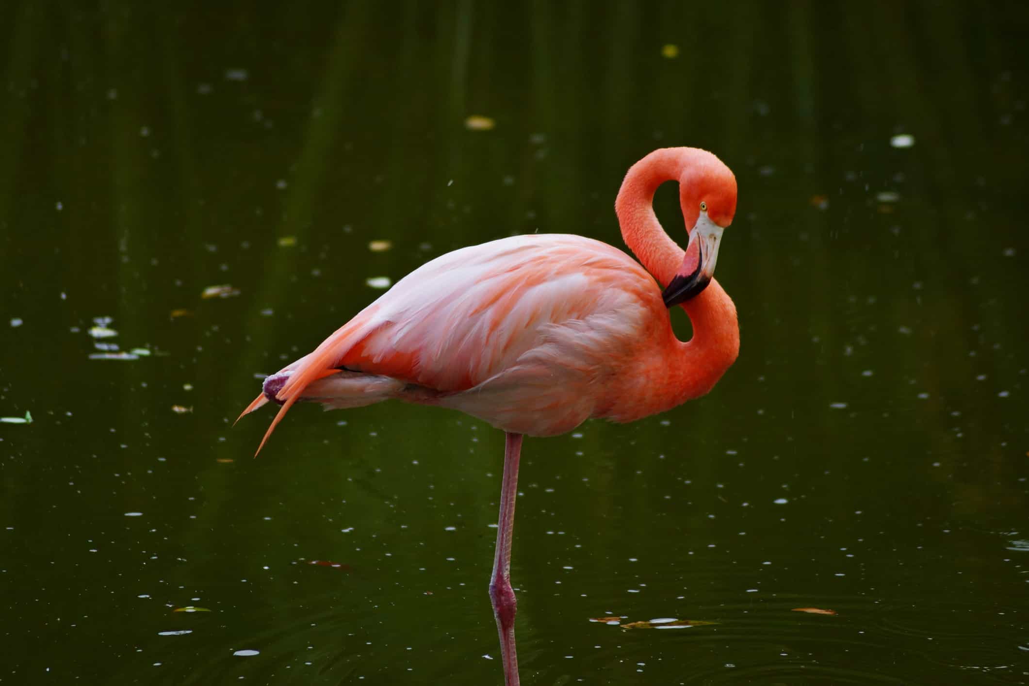 Pink flamingo in water