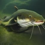 National Catfish Day