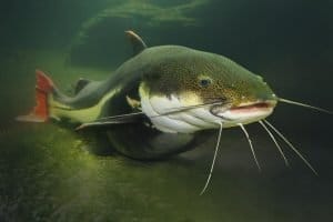 National Catfish Day