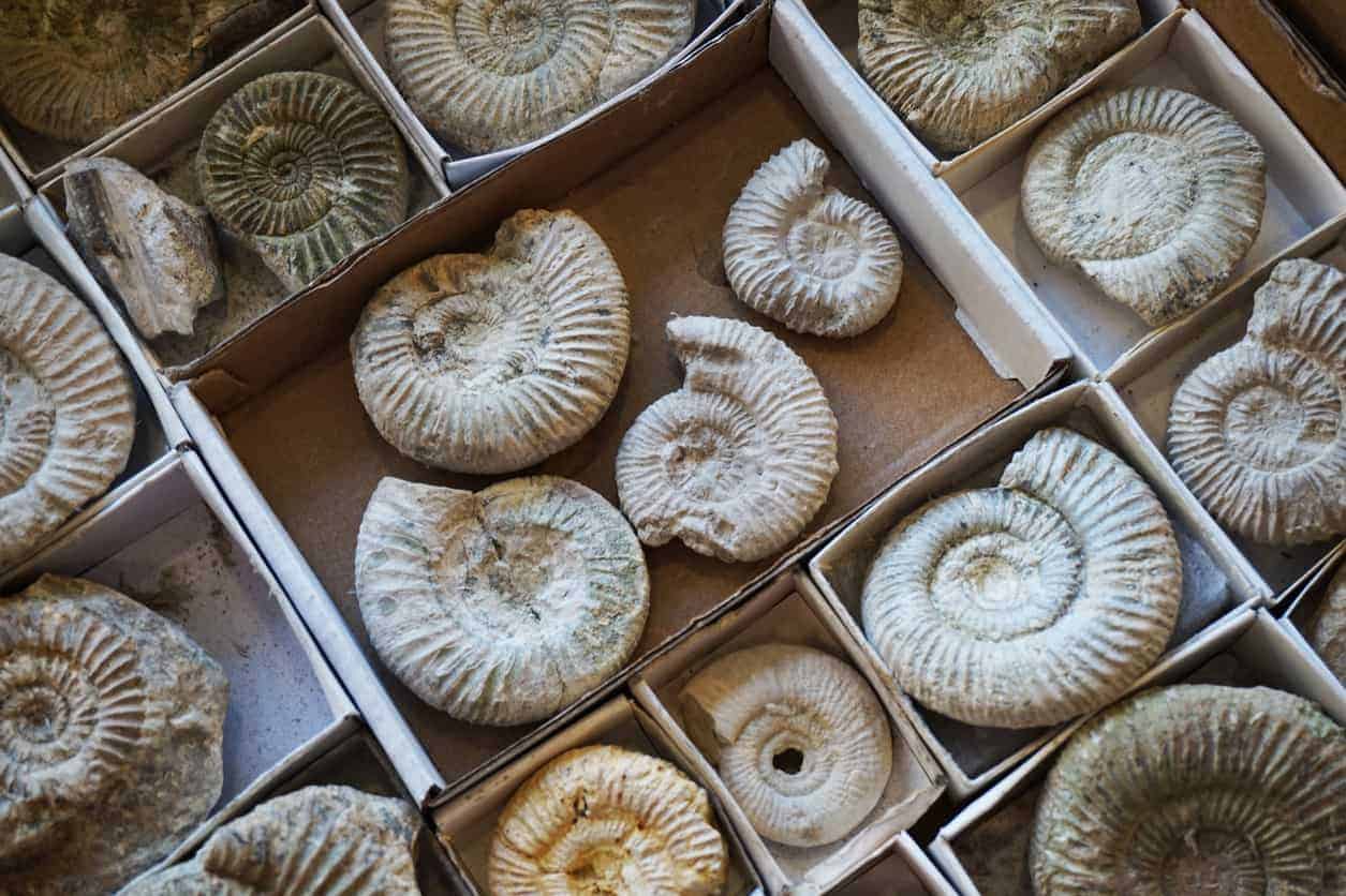 Fossil Day