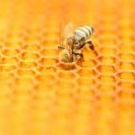 National Honey Day