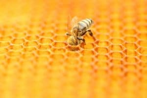 Honey and Berry Festival