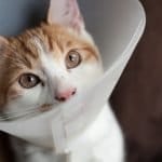 Spay/Neuter Awareness Month 2026
