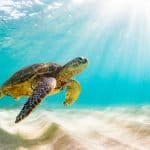 World Sea Turtle Day