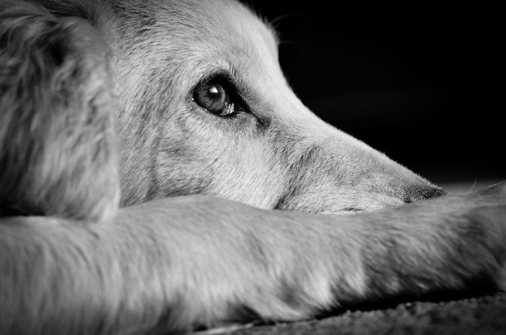No Pet Store Puppies Day