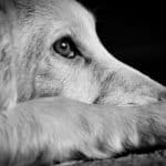 No Pet Store Puppies Day