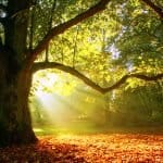 National Tree Day