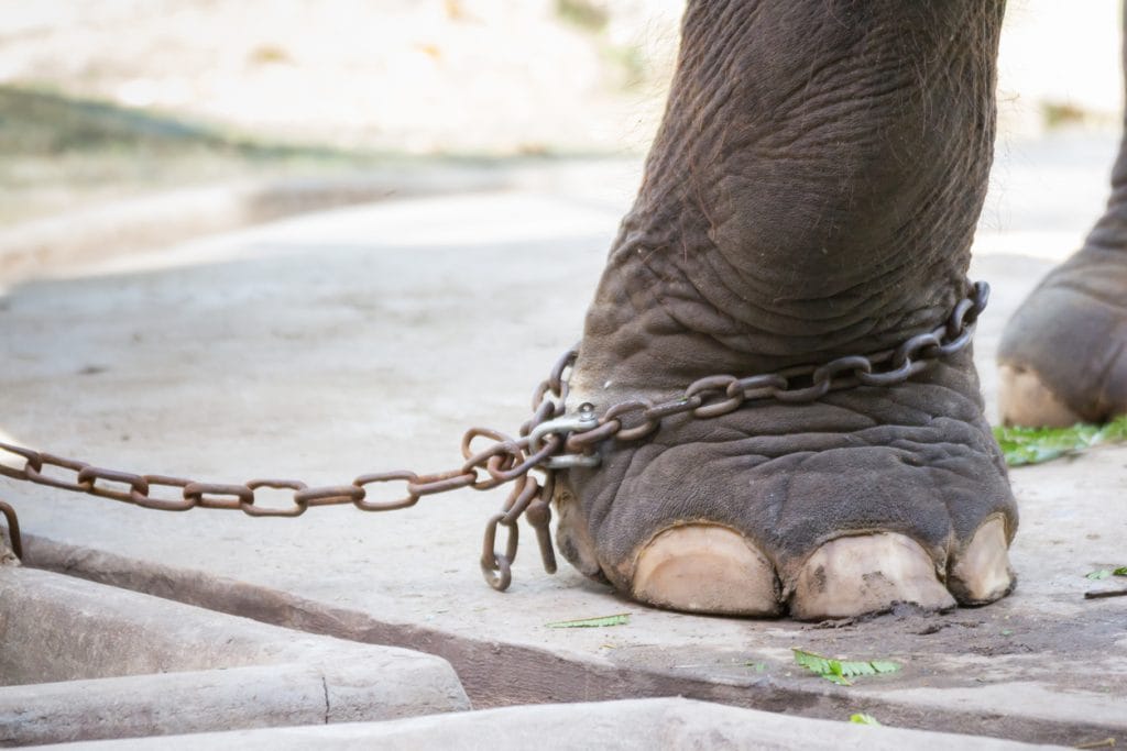 International Day of Action for Elephants in Zoos