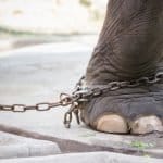 International Day of Action for Elephants in Zoos
