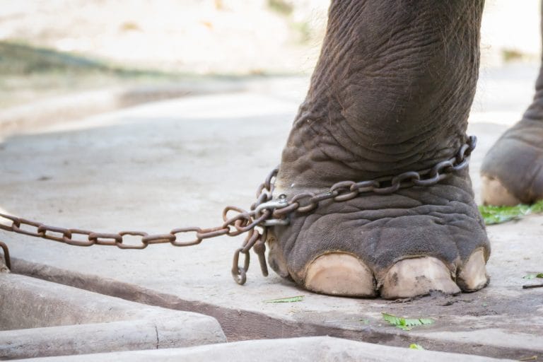 International Day of Action for Elephants in Zoos