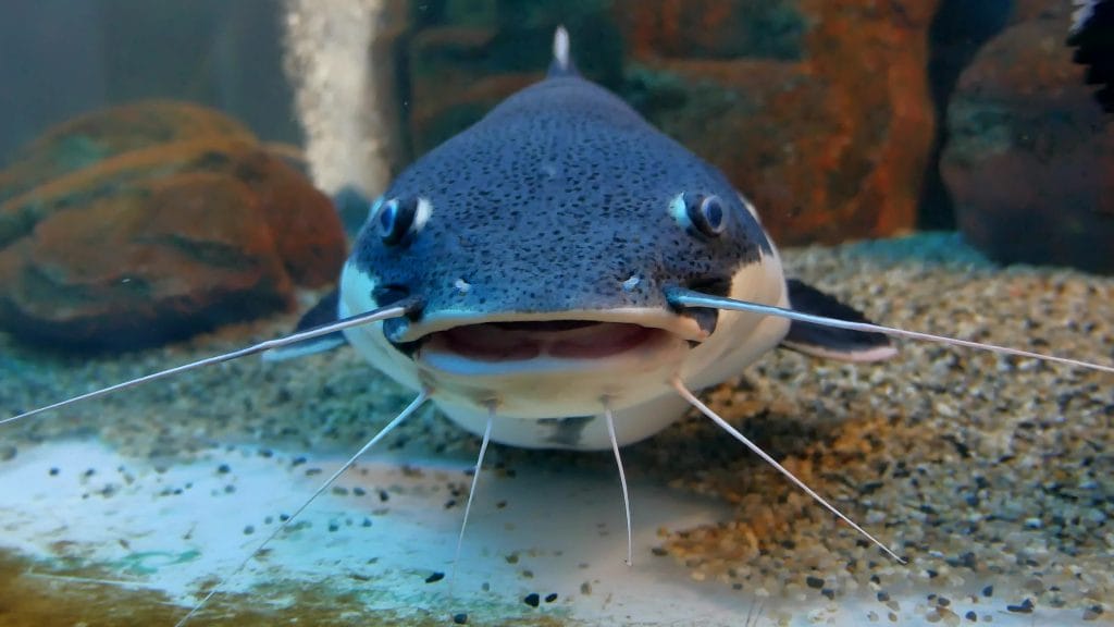 Fish Amnesty Day