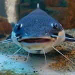 Fish Amnesty Day