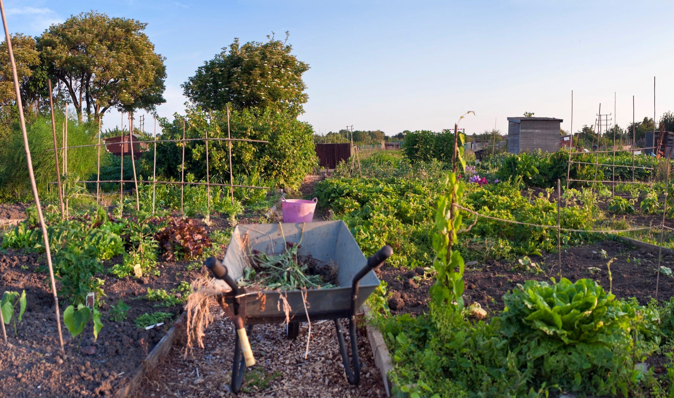 Gardeners time, allotment fruits and vegetables.