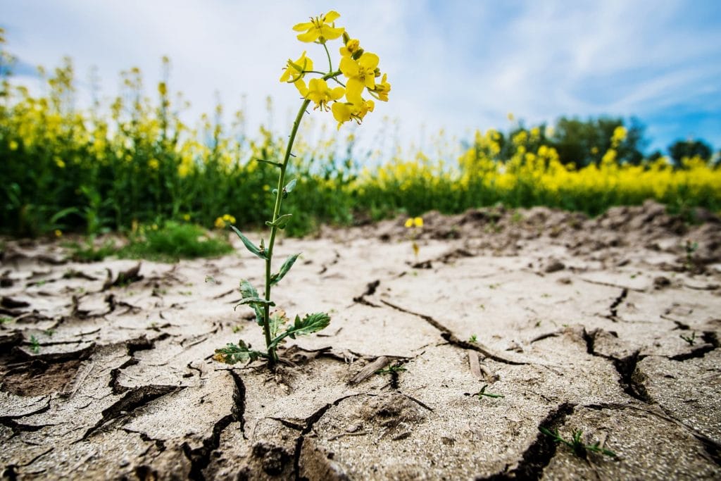 World Day to Combat Desertification and Drought