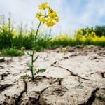 World Day to Combat Desertification and Drought