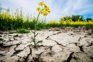 World Day to Combat Desertification and Drought