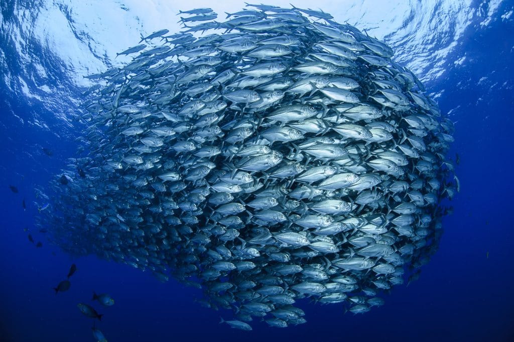 World Seagrass Day 2027