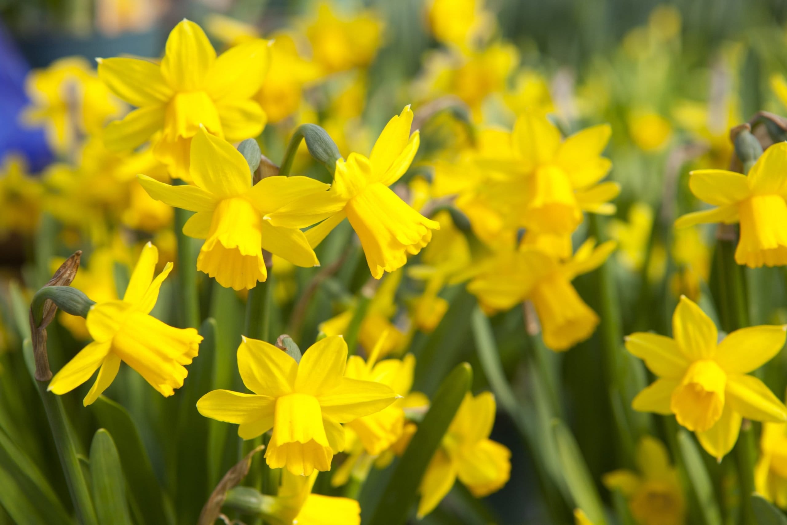Awareness Days – Great Daffodil Appeal
