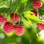 National Raspberries n’ Cream Day