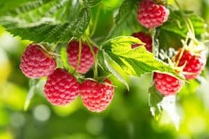 National Raspberries n' Cream Day