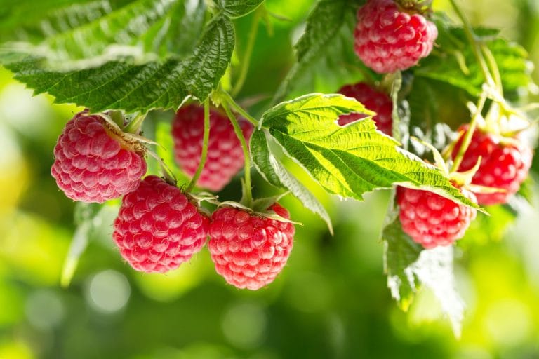 National Raspberries n’ Cream Day