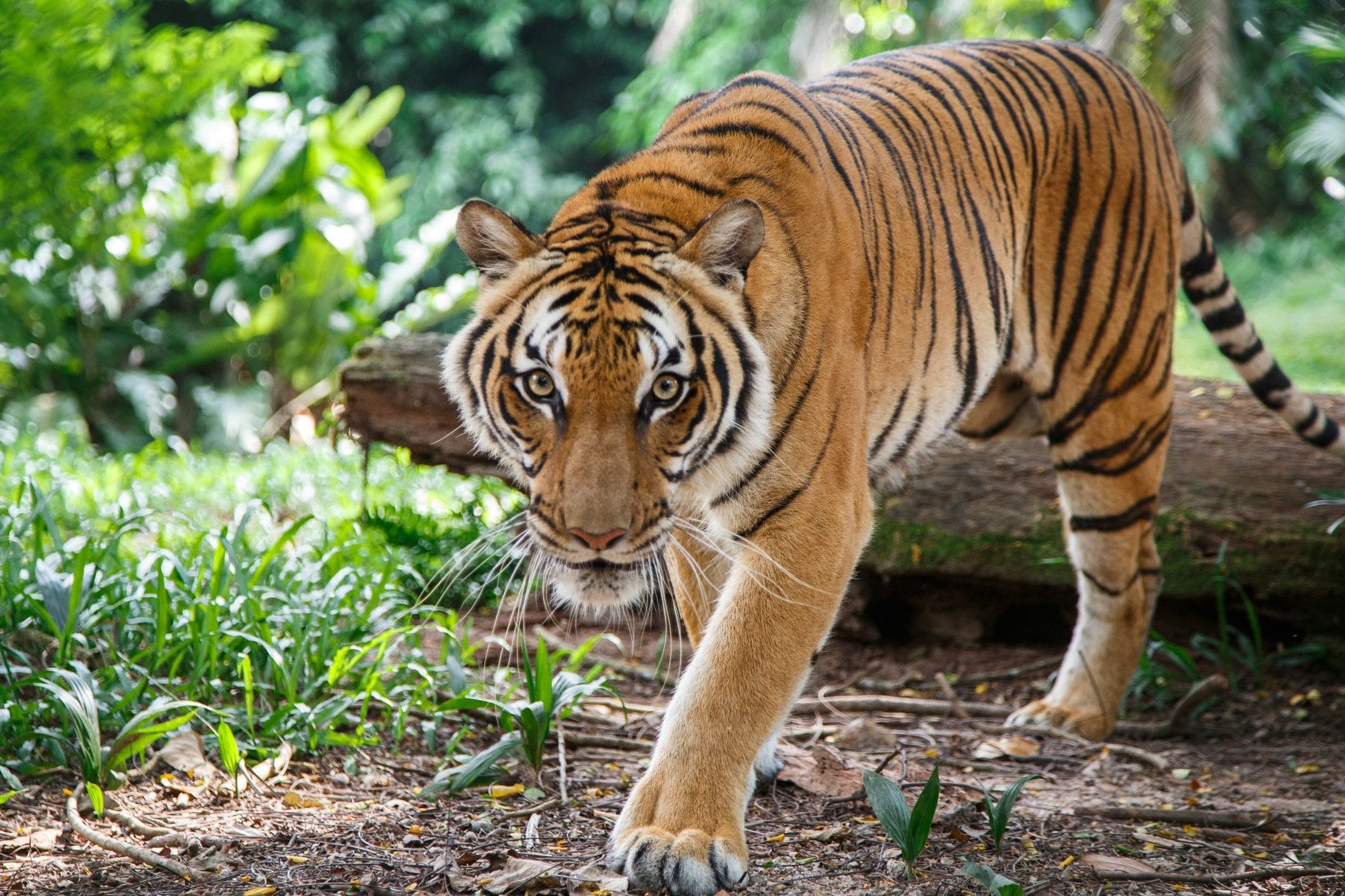 International Tiger Day 2022 Awareness Days Events Calendar 2022 & 2023