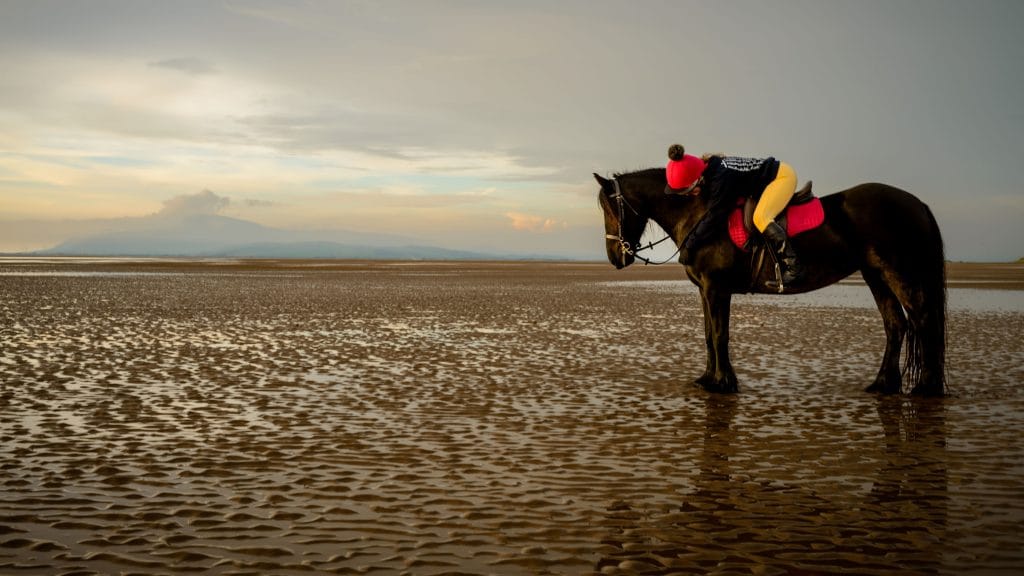 World Horse Appreciation Day