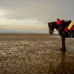 World Horse Appreciation Day