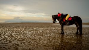 World Horse Appreciation Day