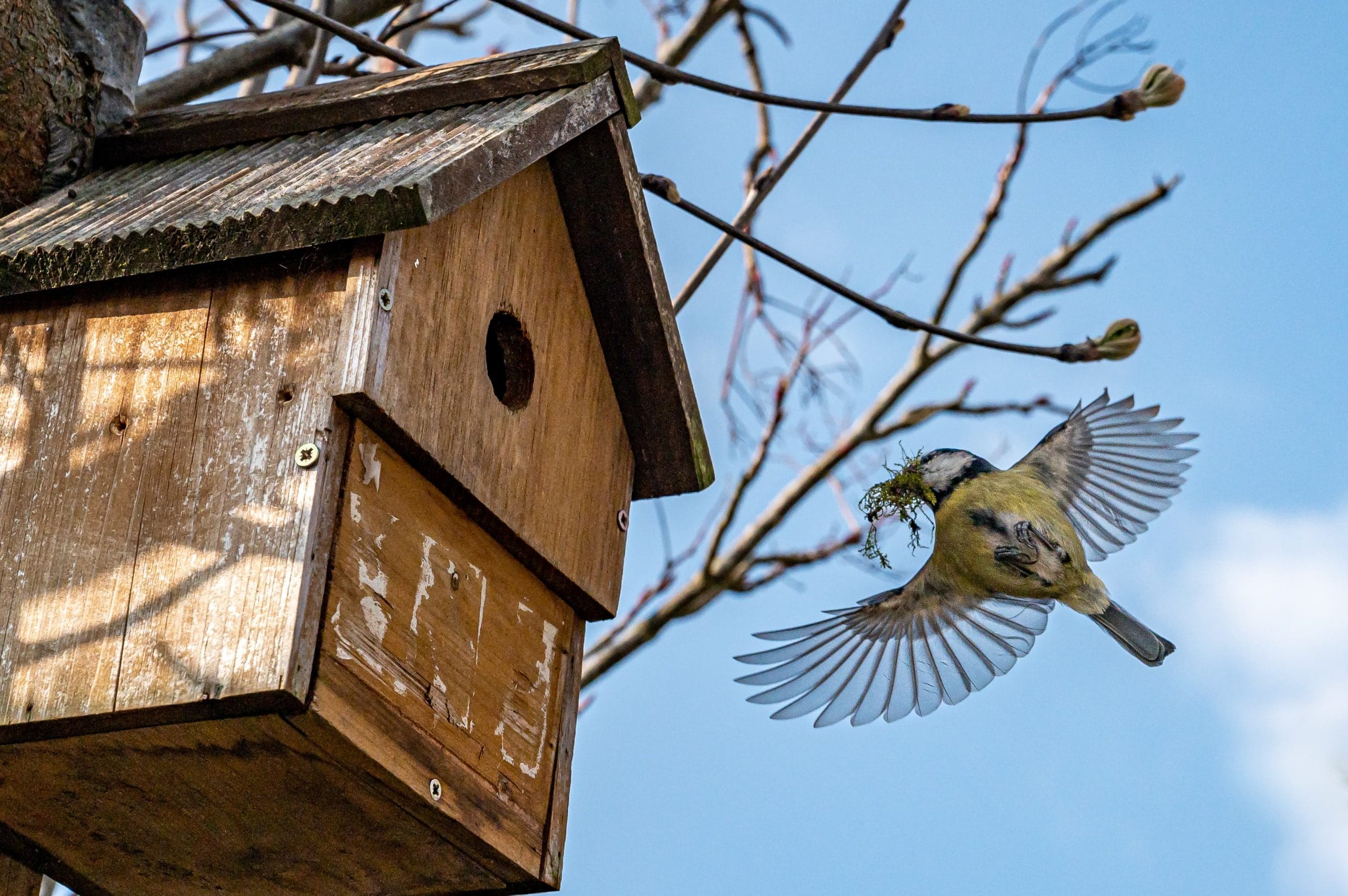 Awareness Days – Bird Day