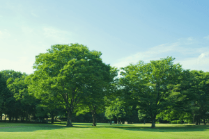 Love Parks Week 2026