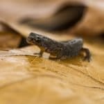 National Newt Day 2026