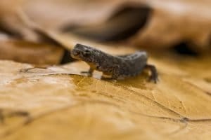 National Newt Day 2026