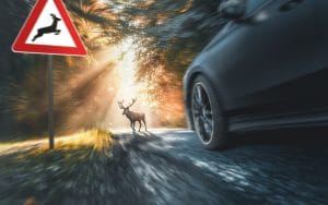 Animal Road Accident Awareness Day 2026