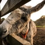 SPANA’s World Tea Party 2026