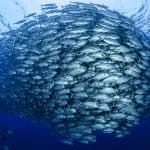 World Oceans Day 2026