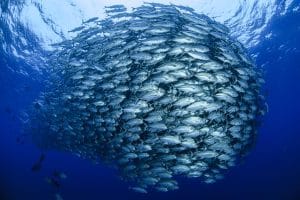 World Oceans Day 2026