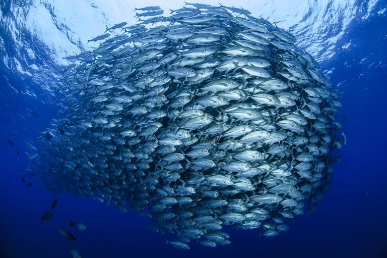 World Oceans Day 2026