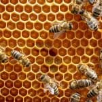 Don’t Step on a Bee Day 2026