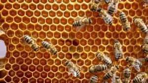 Don’t Step on a Bee Day 2026