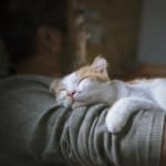 Hug Your Cat Day 2026