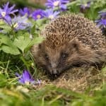 Garden Wildlife Week 2026